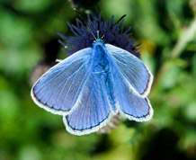 Polyommatus icarus - Common Blue